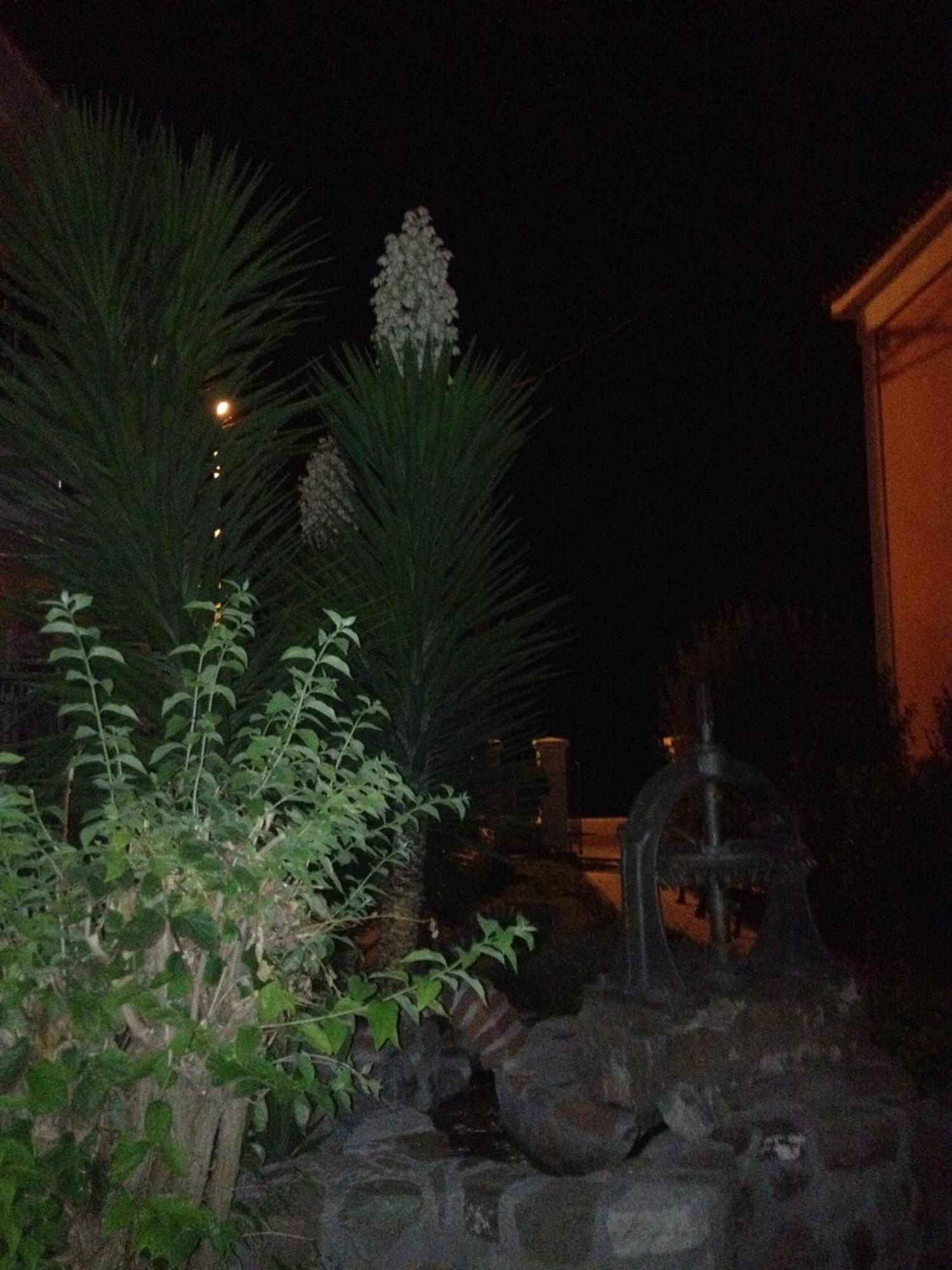 Michaelia Hotel Petra  Bagian luar foto